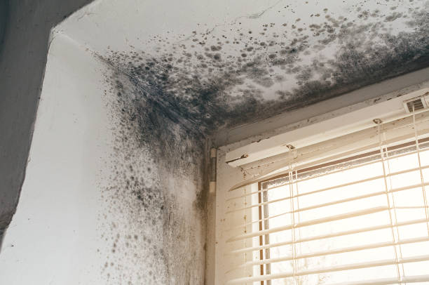 Affordable Mold Remediation solutions in Centennial, CO